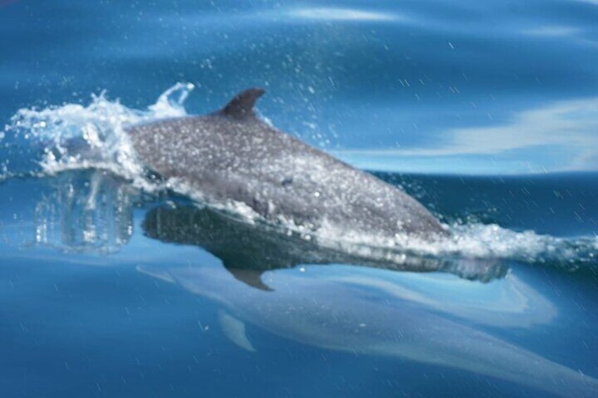 Private Dolphin Watching in Puerto Vallarta for 3 Hours