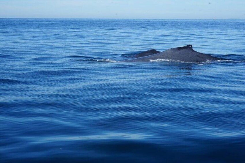 Private whale watching in Puerto Vallarta for 3 Hours