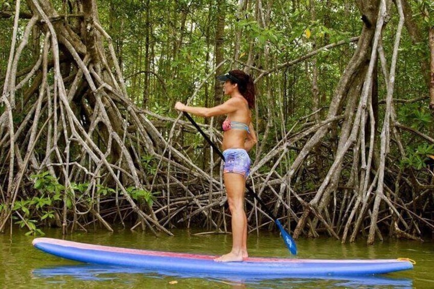 Mangrove Paddle Ride Sainte Anne Guadeloupe