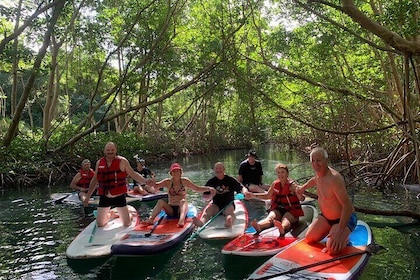 Mangrove Paddle Ride Sainte Anne Guadeloupe