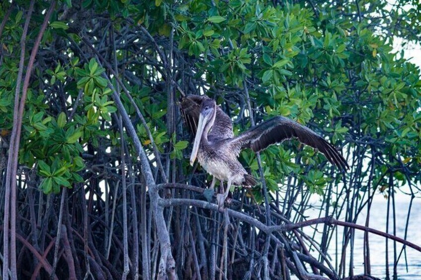 Mangrove Paddle Ride Sainte Anne Guadeloupe