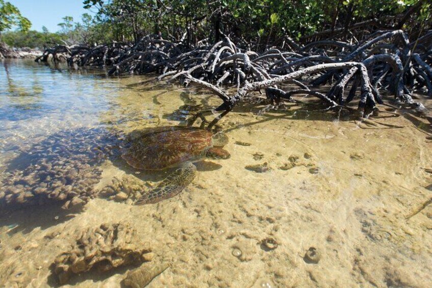 Mangrove Paddle Ride Sainte Anne Guadeloupe