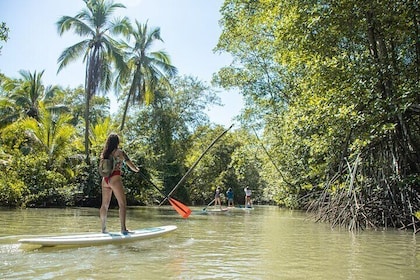 Mangrove Paddle Ride Sainte Anne Guadeloupe