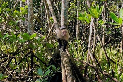 River and Mangrove Tour in Sierpe