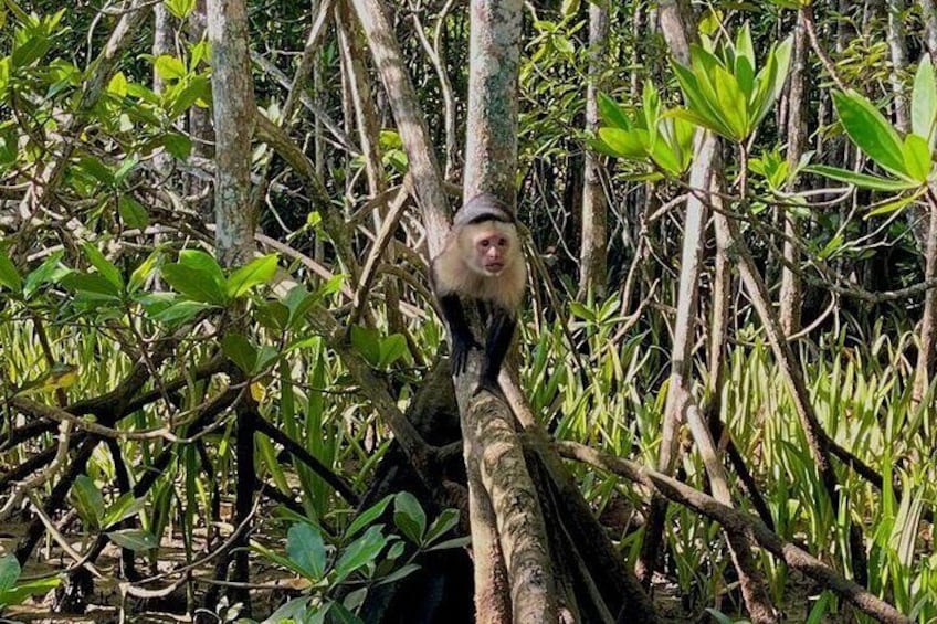 River and Mangrove Tour in Sierpe