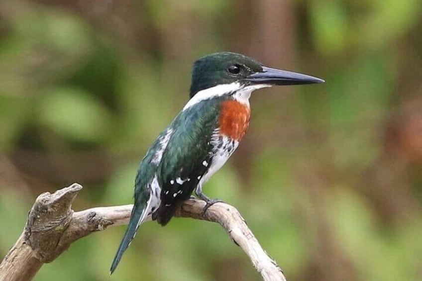 River and Mangrove Tour in Sierpe