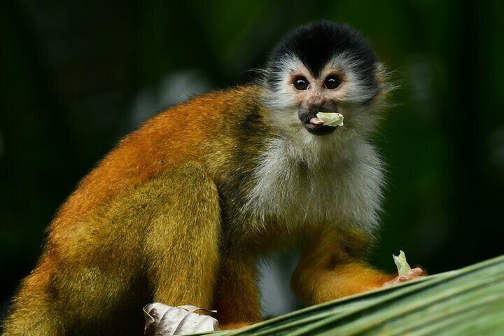 River and Mangrove Tour in Sierpe