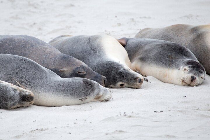 Seal Bay Beach Experience Half-Day Tour