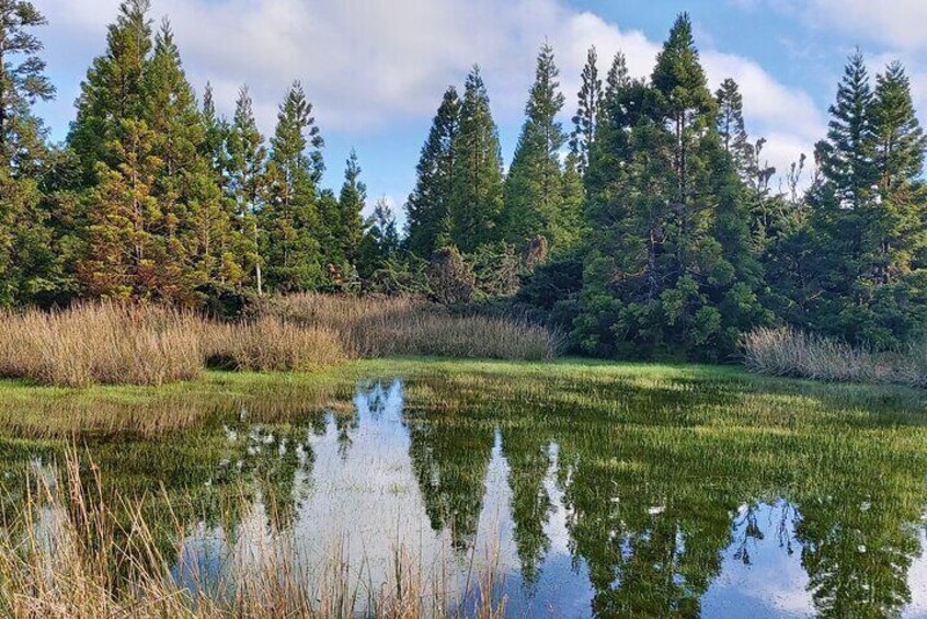 Full Day Lagoons and Volcanoes Tour in Terceira Island