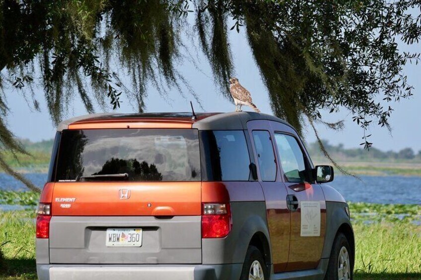 Red-shouldered Hawk perched on the vehicle