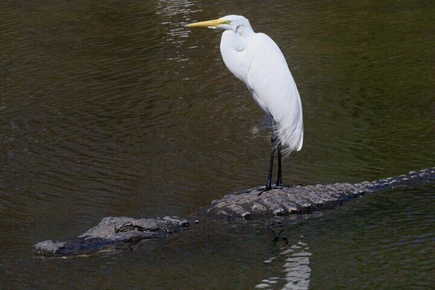 Great Egret rides on the back of a gator