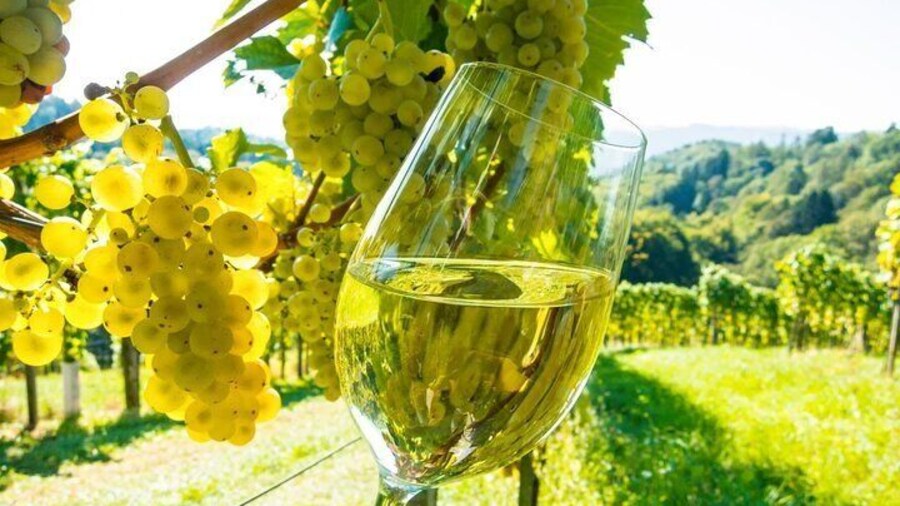 St Paul de Vence, Antibes & Wine Tasting from Cannes