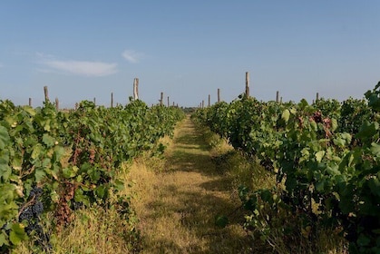 Vineyard Elegance: A Mendoza Wine Odyssey