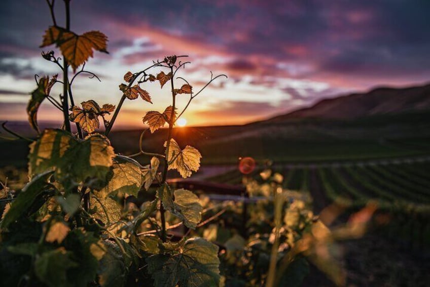 Wine Tasting Audio Tour - Paso Robles CA