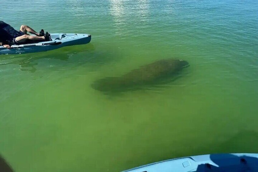 Manatees! 