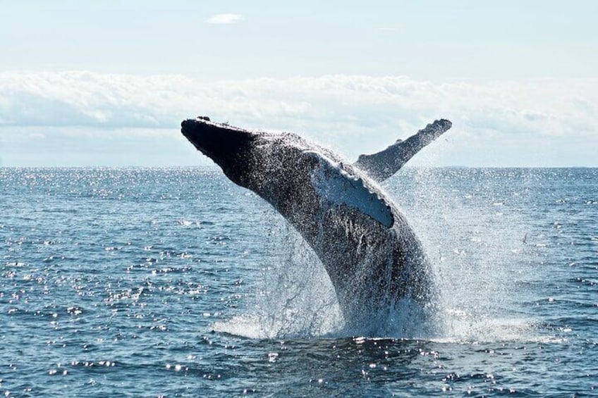 Whale watching experience in Noosa Heads