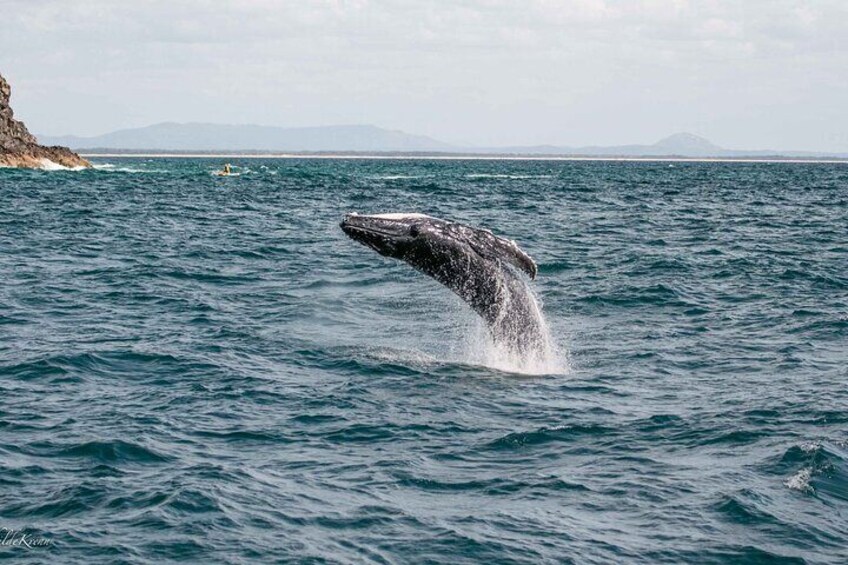 Whale watching experience in Noosa Heads