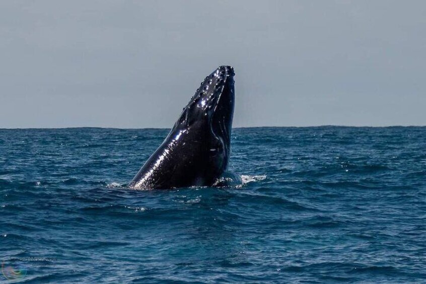 Whale watching experience in Noosa Heads