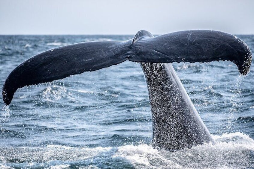 Whale watching experience in Noosa Heads