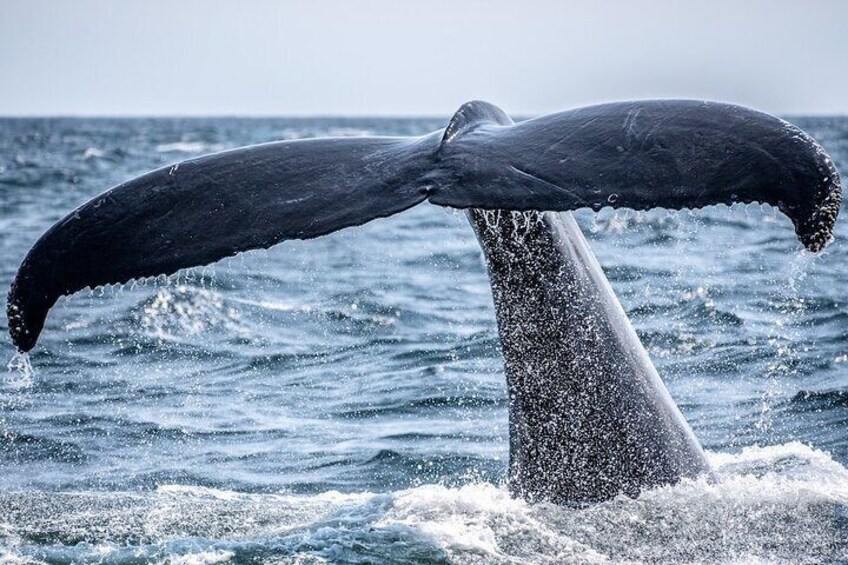 Whale watching experience in Noosa Heads