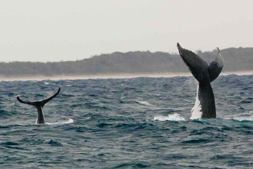 Whale watching experience in Noosa Heads