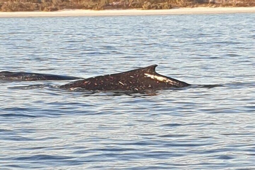 Whale watching experience in Noosa Heads