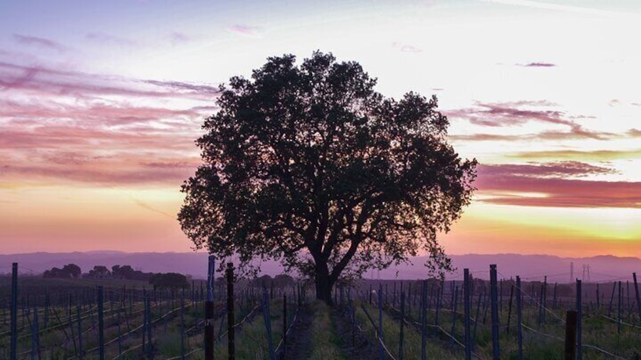 Self-Guided Wine Tasting Audio Tour - Calaveras County