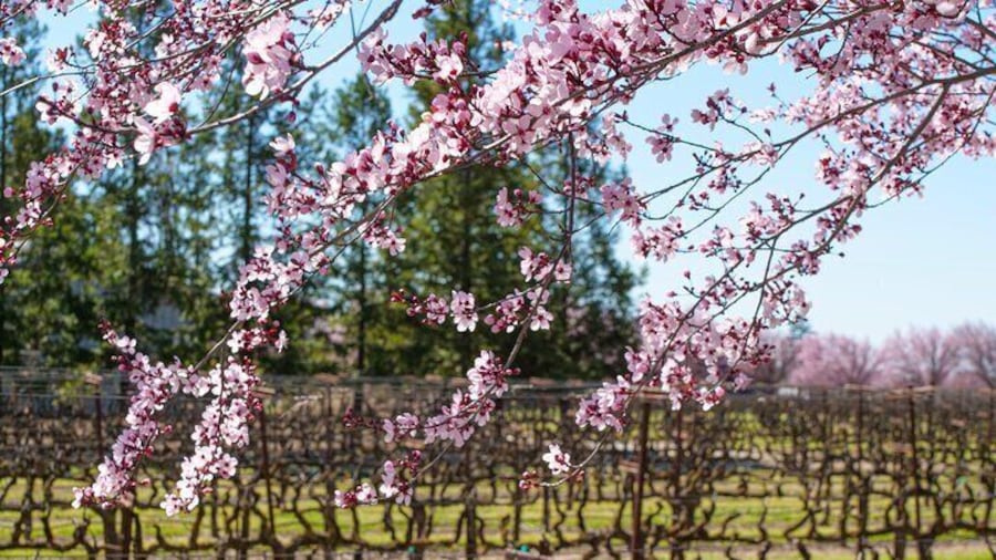 Wine Tasting Audio Tour - Lodi California