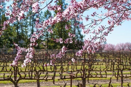 Wine Tasting Audio Tour - Lodi California