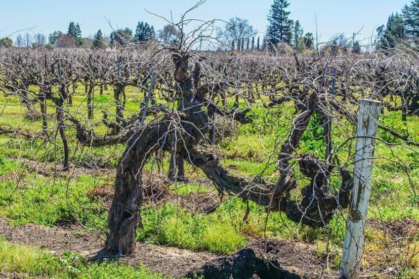 Self-Guided Wine Tasting Audio Tour - Lodi California