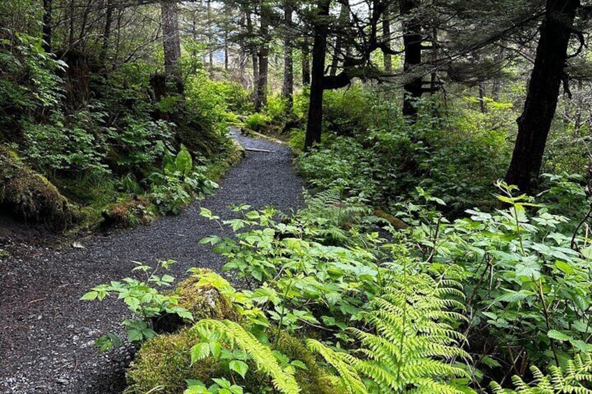 Thimbleberry trail in the Tongass National Forrest