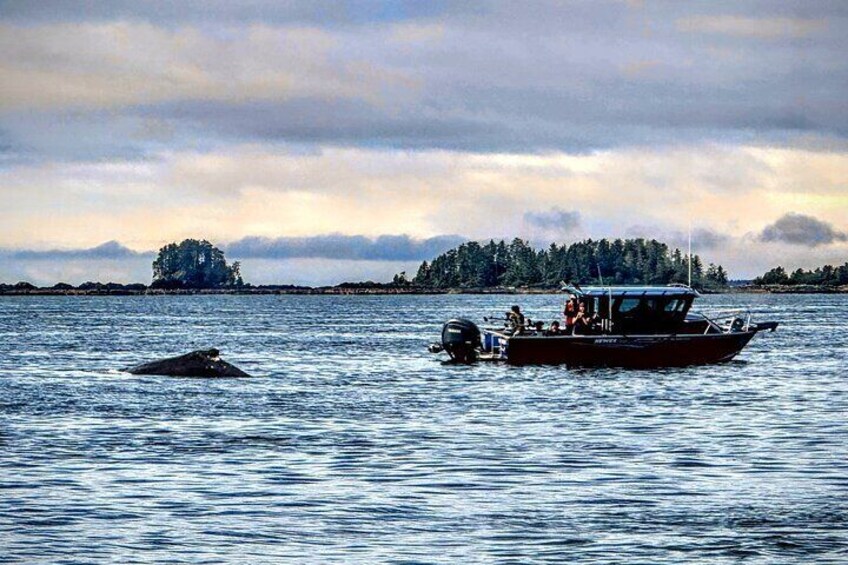Whale sighting