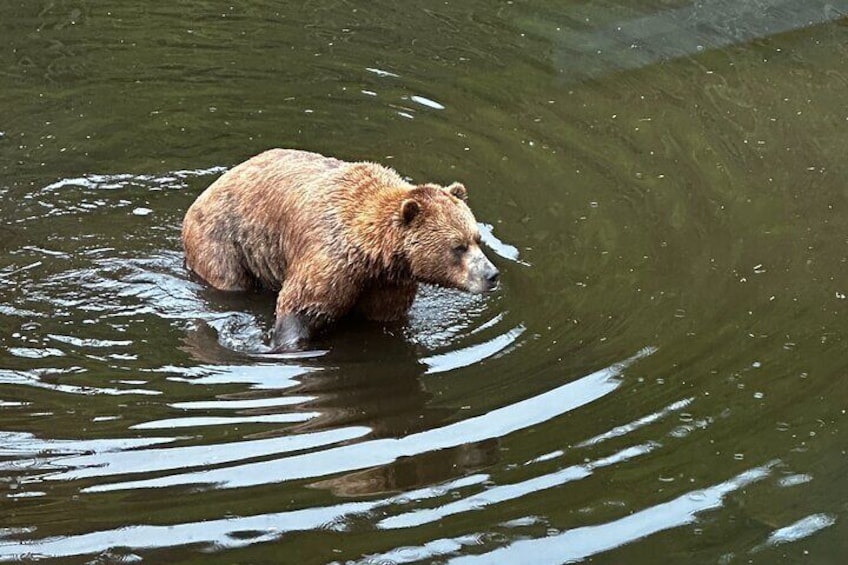 Fortress of the Bear