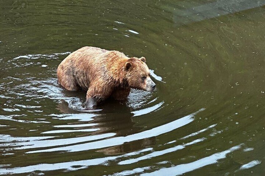 Fortress of the Bear