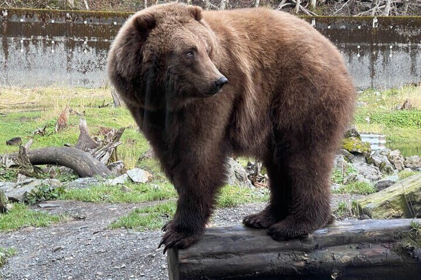 Sitka's Favorite Sites Private Land Tour