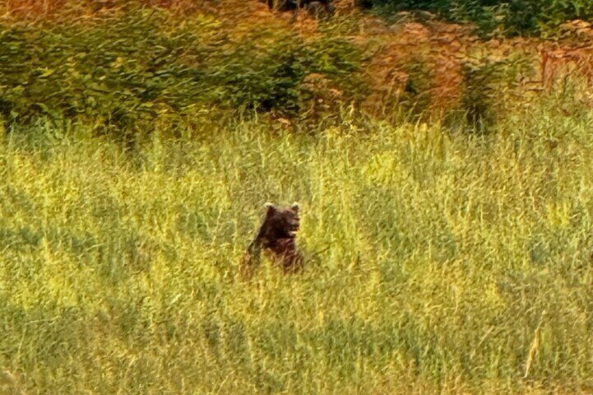 Sitka's Favorite Sites Private Land Tour & Lunch