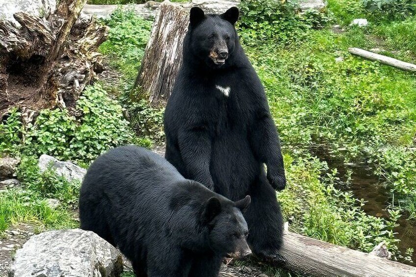 Sitka's Favorite Sites Private Land Tour