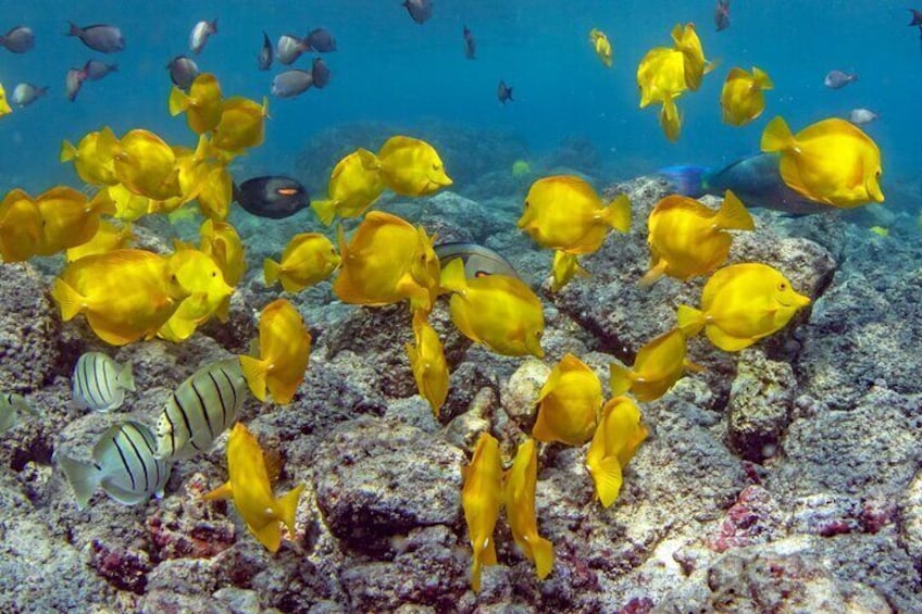 2-Hour Dolphin Watching and Double Reef with Snorkel in Hawaii