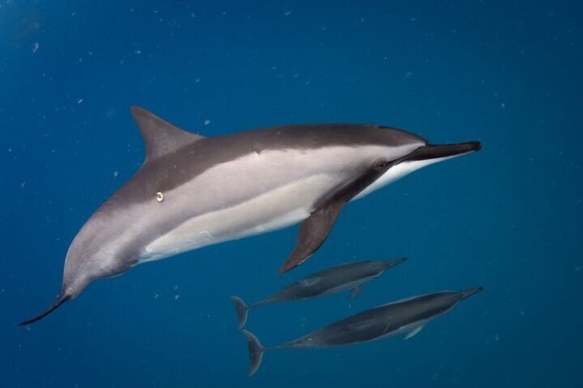 2-Hour Dolphin Watching and Double Reef with Snorkel in Hawaii