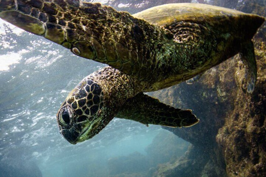 2-Hour Dolphin Watching and Double Reef with Snorkel in Hawaii