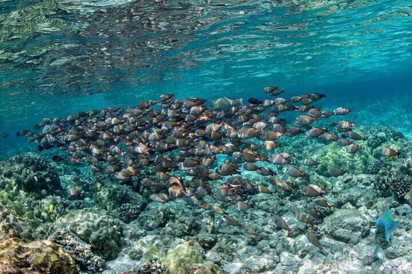 2-Hour Dolphin Watching and Double Reef with Snorkel in Hawaii