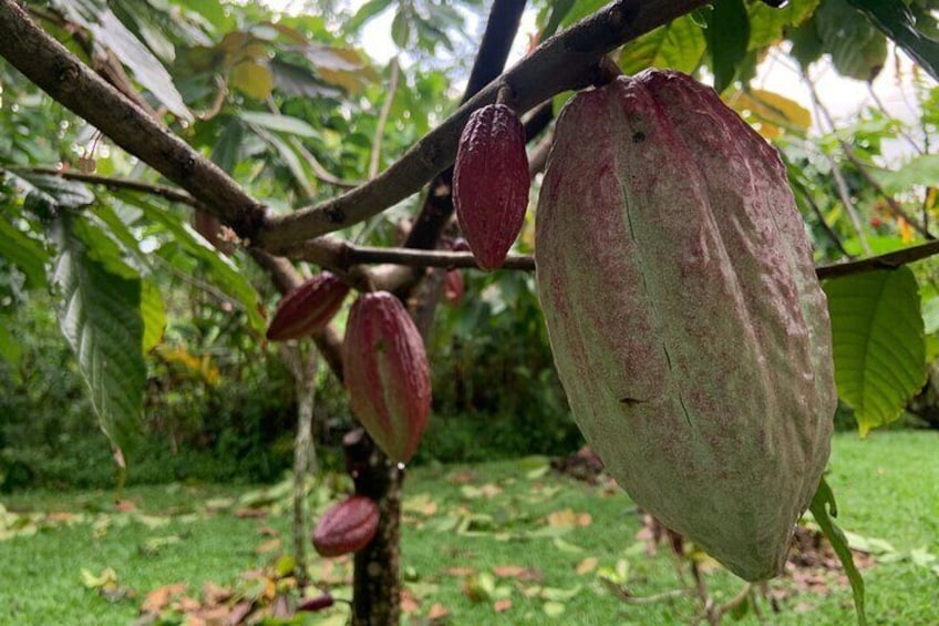 Discover the Costa Rican Essence Coffee, Chocolate and Honey 