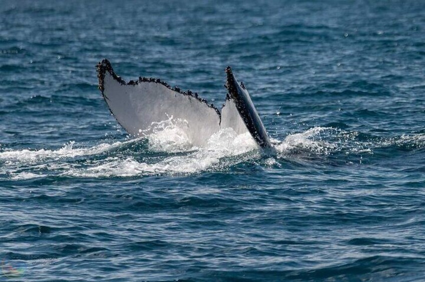 Dolphin watching Experience in Noosa Heads