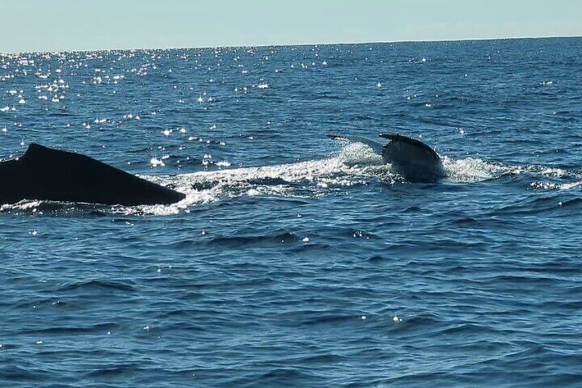 Dolphin watching Experience in Noosa Heads