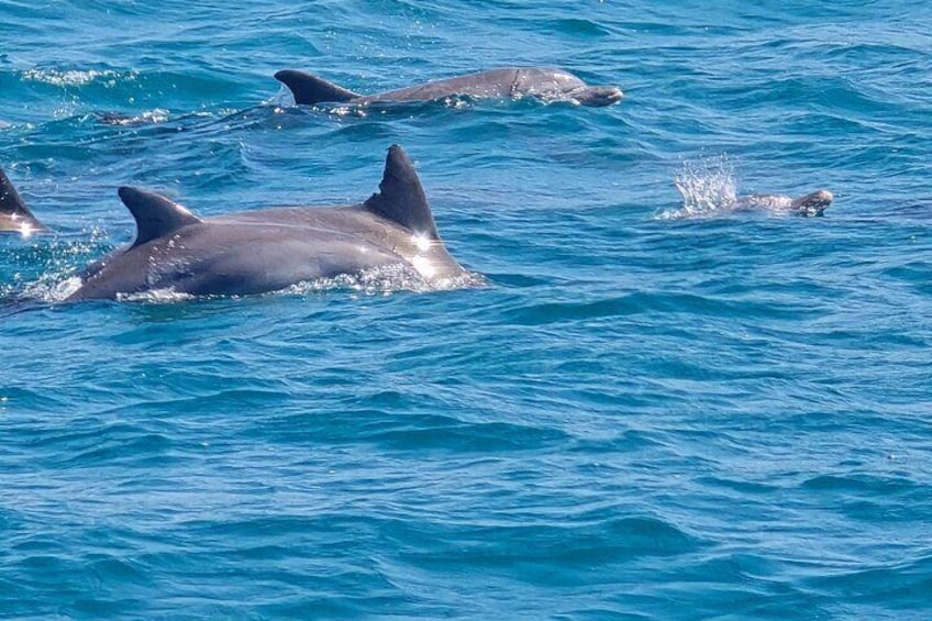 Dolphin watching Experience in Noosa Heads