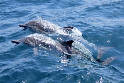 Dolphin watching Experience in Noosa Heads