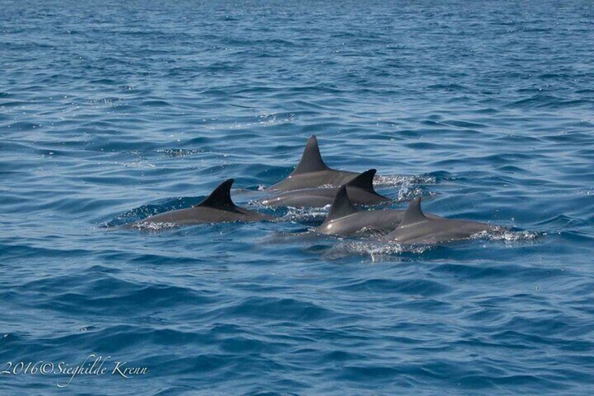 Dolphin watching Experience in Noosa Heads