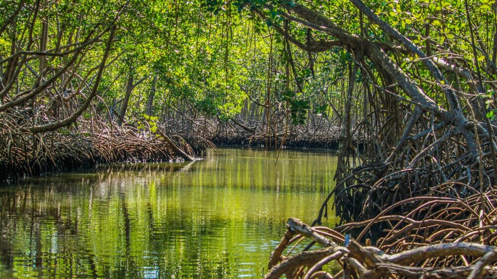 Los Haitises National Park with Montana Redonda and Paraiso Cano Hondo 