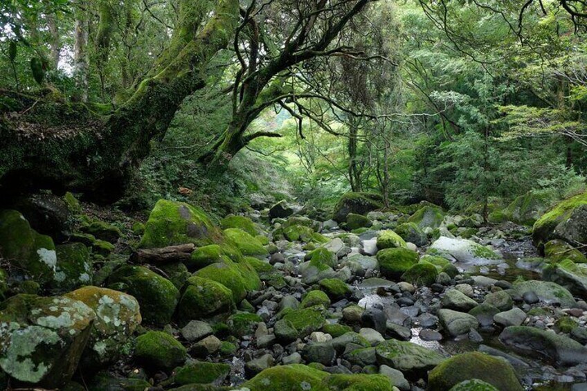 Half Day Forest Bathing in Hakone Geopark