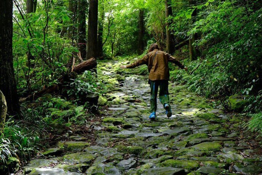 Half Day Forest Bathing in Hakone Geopark